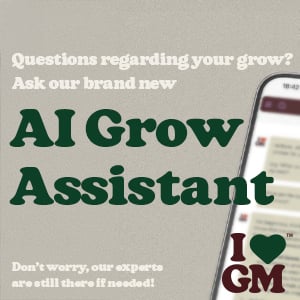 Looking for Cannabis Seeds?